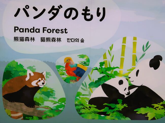 上野-6 上野動物園a パンダ人気延々と 新パンダ舎見学 ☆行列3度 上野-6 上野動物園a パンダ人気延々と 新パンダ舎見学 ☆行列3度