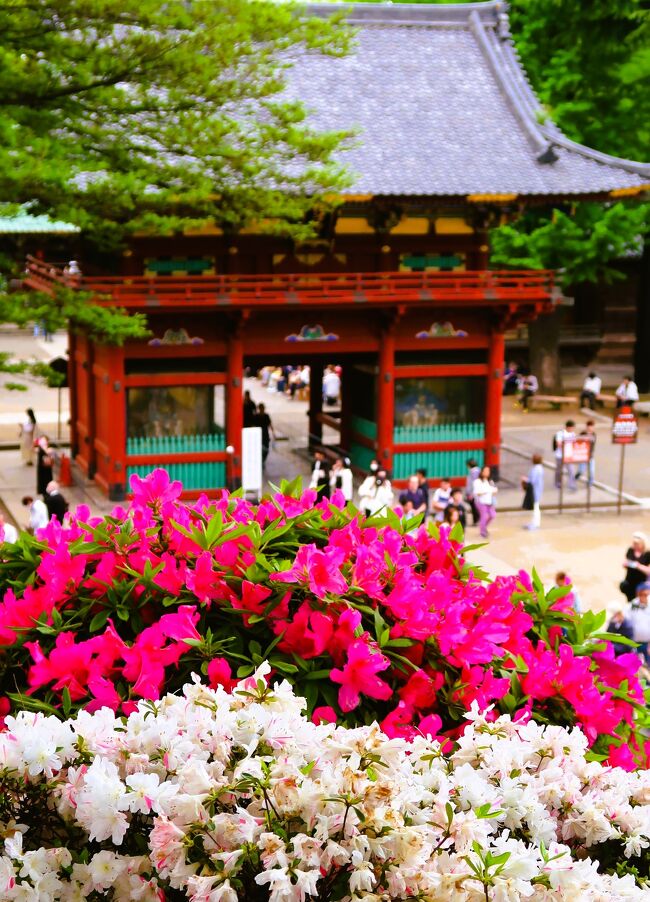 根津-1 根津神社a つつじまつり 開花見ごろ続いて ☆最盛期/混雑peakは前週か』谷根千(東京)の旅行記・ブログ by  マキタン２さん【フォートラベル】