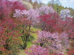 さらに北上し、美瑛の公園へ。