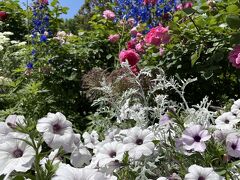 港の見える丘公園からイギリス館のローズガーデンには、バラだけでなく色んな花が寄せ植えされています