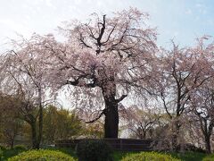 円山公園の中心の大きな枝垂桜も満開です