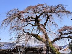 城下町は古く、立派な建物がたくさんあります。
写真は、お寺の桜。
枝ぶりが見事です。