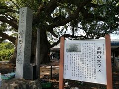 「清田の大クス」と呼ばれています。

