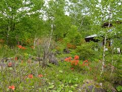 八千穂高原自然園でクリンソウの群落を楽しんだ後、299号線（メルヘン街道）道路を挟んで向かいの花木園へ
　