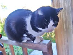 　こちらの猫は、本堂の入口扉が開いた瞬間にまんまと本堂に入ることに成功しました。もちろんすぐに係員に抱きかかえられて外へ出されました。
　本堂の阿弥陀如来像は、修復が終わった7体が並んでいて、表情も微妙に違っていました。日本一の美女と言われる吉祥天女像も拝観することができました。切れ長の目に細い眉、真っ赤な口紅を塗った小さな口、肩までおろした黒髪の上には鳳凰の宝冠がのせられていました。
