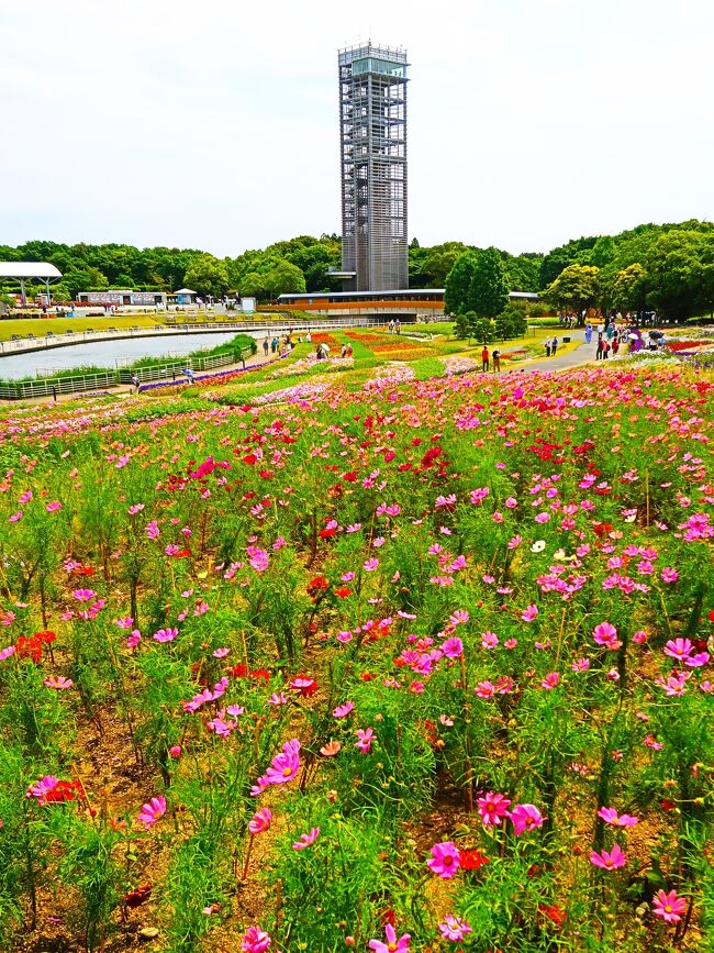 浜名湖花博-4 浜名湖ガーデンパークa 舞阪駅～バス 9:30入場