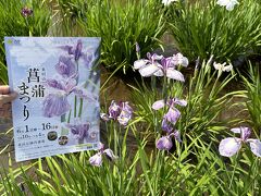 北山公園菖蒲祭り開催中です。