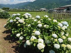 身が詰まったアジサイだ