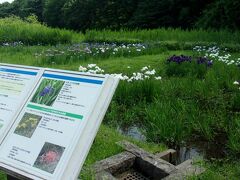 菖蒲の花の種類や量は、それほど多くはない。