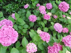 まだ しばらくは見頃が続きそうですね