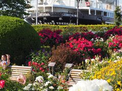 山下公園もバラで満開なんだけど、めっちゃ混んでいて前の道路は交通規制されている・・・

トライアスロンの国際大会が開催されていました