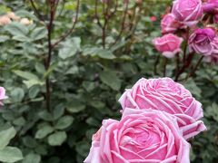 公園下駅でケーブルカーを降り、強羅公園にやってきました。フリーパスを持っていれば入場無料です。
ちょうどバラが綺麗な時期で、とても見応えがありました。