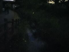 会場の辰野ほたる童謡公園に到着。
今年はものすごくほたるの数が少ないと聞いていましたが…
でも、いるいる！
