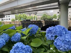 常盤橋の近くではアジサイが咲いていました。
常盤橋の後方には日本銀行が見えます。