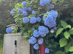明月院の正面入り口。

入り口からブルーの紫陽花が満開でわくわく。