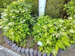 あじさいも咲き始めてきた。あじさいは見頃が長く優秀だが大きくなると手入れが大変。
次年度のための花柄つみボランティアを募集しているようだ。