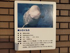 八景島シーパラの名物アクアミュージアムのシロイルカのペアを久しぶりに。八景島にはシャチは飼育されていなく，シロイルカ(5.5m，1,600kg)が最大種。