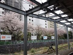青春１８きっぷです。
川崎から東海道線。
桜並木。