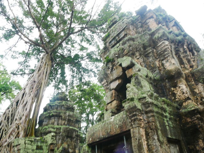 ほんとに、<br />森の中に遺跡がある…という感じ。