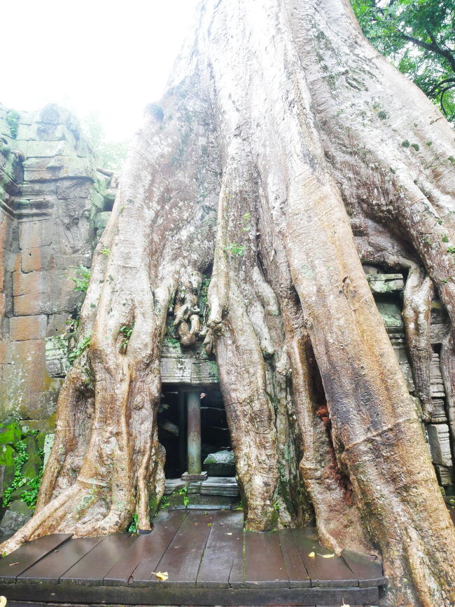 ちょうど雨も上がって、<br />見学しやすくなったところでした。