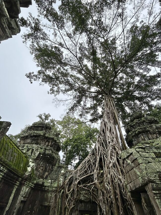 寺院の遺跡なのですが、<br />まるで植物園を巡っている気分。<br /><br />自然の凄さを感じます。