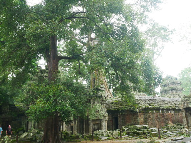 やはり樹齢が長くなると崩壊の可能性が高まるので、<br />修復をするべきか、このまま残すべきか<br />ずっと議論されているそうです。<br /><br /><br /><br /><br />タ・プローム寺院を出た後はランチを取って<br />一旦ホテルへ。<br /><br /><br />この時間、ほんとにありがたかった！！<br /><br /><br />本来ならこの日がチェックアウトなので、<br />朝の時点で、<br />全ての荷物を持ってロビーに集合して<br />荷物だけホテルに預ける…というのが<br />通常の流れだと思うのですが、<br />なんと午後３時まで、お部屋が使えたんですー！<br /><br /><br />約一時間半くらいの時間を頂いたので、<br />その間にシャワー?を浴びて、<br />のんびりパッキング出来ましたよーニコニコ<br /><br /><br />深夜便での機内泊～帰国だから、<br />乗り換えの空港でシャワーしようかな…とか<br />調べてたんですが、<br />おかげで全然大丈夫でした！^ ^<br /><br /><br />さて、荷物を持って再度ロビーへ行き、<br />ルームキーを返却してチェックアウト。<br />