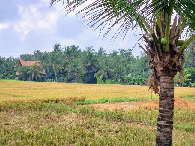 長い土産物屋ラインを抜けると、田園風景が広がった。<br /><br />