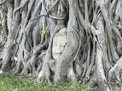 私が最も見たかった遺跡の一つです。木の根で覆われた“奇跡の仏頭”として知られています。
