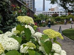 さて、次は山手西洋館のほうへ行ってみます。
中華街は好きでよく行くけれど、西洋館のほうは行ったことがないのです。

アナベルが盛り。
紫陽花もバラも。

