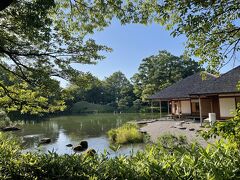 福井城を後に養浩館庭園へ
松平家の別邸として江戸時代に建てられました。
その後、戦時中に焼失してしまいましたが
現在は復元しています。
お庭が素敵すぎて建物の中からボーッと眺めていました。