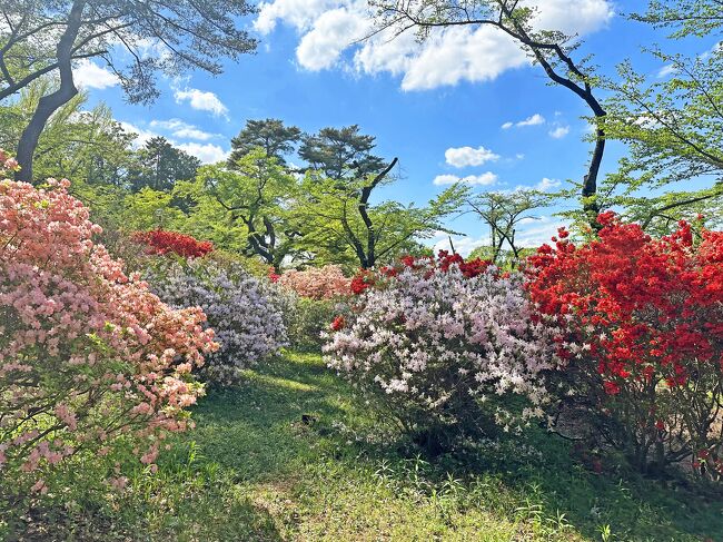花の八王子 富士森公園』高尾・八王子(東京)の旅行記・ブログ by