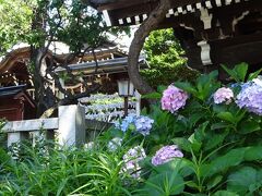 紫陽花で有名なだけある。神社の境内至る所に紫陽花の群落。
