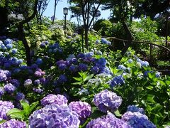 神社の北側に。「富士塚」という築山があり、ここも紫陽花一色。
あじさい祭りの時は一般開放するということだが、その時期を過ぎていたので外から眺める。