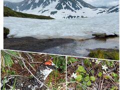 また雷鳥の会えました♪
立山もバッチリ見えてます。