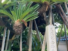 天然記念物 樹齢1000年の日本三大ソテツ

家康がこのソテツを気に入り駿府城へ移植すると、
夜になると「いのう…いのう…」と声が聞こえるようになり、
家康は故郷が恋しくて帰ろうと泣いているから帰してあげた
という言い伝えが残ってます