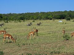少し先に進んだところで、ドライバーに無線が入り、周遊道から離れて草原に入りました。多分、前の車から動物のいる位置の連絡があったのでしょう。
そこには見てのとおり、インパラとゼブラの群れがいて、悠々と草を食んでいるところでした。
