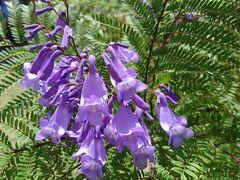 ジャカランダ遊歩道に到着。
ちゃんとジャカランダを見たことがなかったので
見られて、良かった！

オーストラリアに住んでいる友人が
オーストラリアのジャカランダの写真を見せてくれて
とても気になっていたので見に来ました。
こういう花だったんですねー。