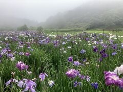 ちょうど見頃