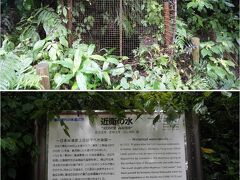 近衛の水