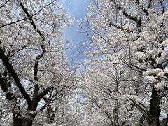 桜、満開や！