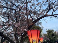 毎年の造幣局の桜の通り抜けです。