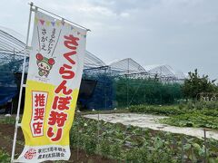寒河江さくらんぼ祭り