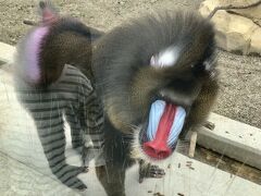 色と柄が滅茶苦茶個性的。
思わずガン見しちゃった。