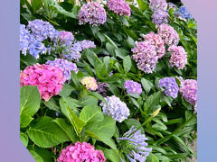 ６月２７日（木）

１週間後。

先週よりも咲き進んだ紫陽花を見ながら大劇場へ。