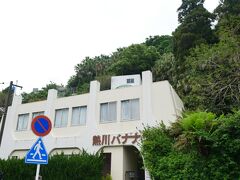 軽く観光して帰ろうかと、伊豆稲取から伊豆熱川まで電車に乗り、熱川駅前のバナナワニ園へ。