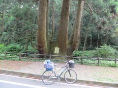 07:39
樹齢600年の大杉。1つの株から小さいものを入れて7本に分かれています。
この辺りから下り道になります。