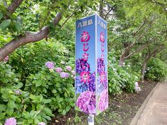 概ね良く手入れ整備されているが，今年はあじさいの花がやや少ない印象。
珍しい形状のあじさい祭の案内板。2面なのか4面だったのか覚えて無いが，恐らく使い捨てではなく何年も利用するのだろう。廃棄物を減らし環境にやさしく経済的な手本となる取り組みだ。