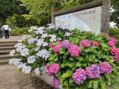 日本と西洋のあじさいが１００００本植栽されています。
入場しますとピンクと白のアジサイが出迎えてくれます。