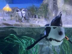 
てことで、雨宿りがてら水族館「SEA LIFE」へ