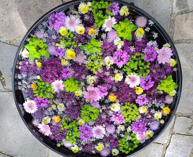 花サボテン 白雪姫 大型大輪美花 （現品】多肉植物 花サボテン